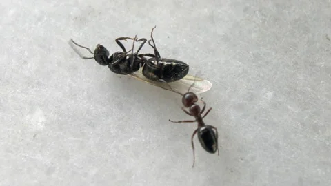 Ants helping 스톡 동영상 154490588