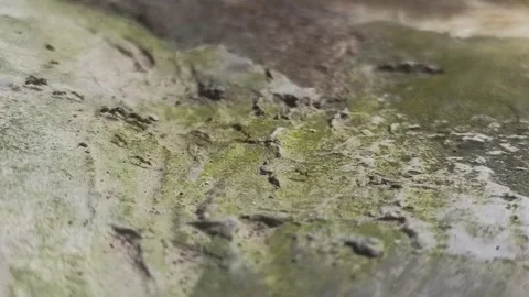 Ants herd Vídeos de archivo 194611342