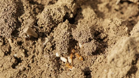 Ants on high alert  Stock Footage 35906891