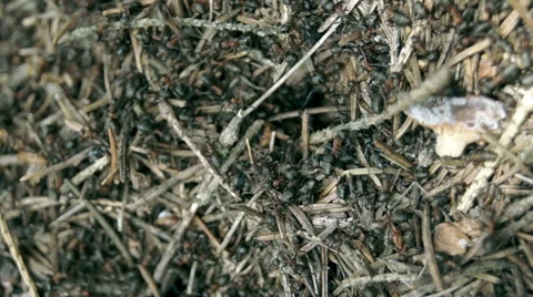 Ants high view slow motion Stock-Footage 39306758
