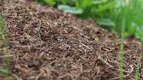 Ants on hill Video stock 81566178