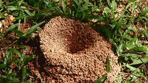Ants on a hill Stock Footage 126669382
