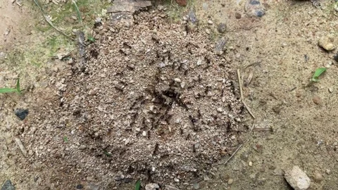 Ant's Hill with spherical cone consists of soil and sand digging from the ground Video stock 158941790