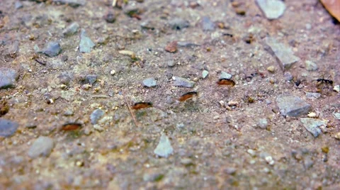 Ants at his work in forest. Video FullHD Stock Footage 61754486