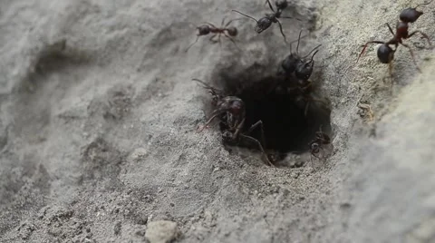 Ants in a hole Stock Footage 55051657