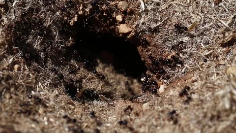 Ants in a hole Stock Footage 127393870
