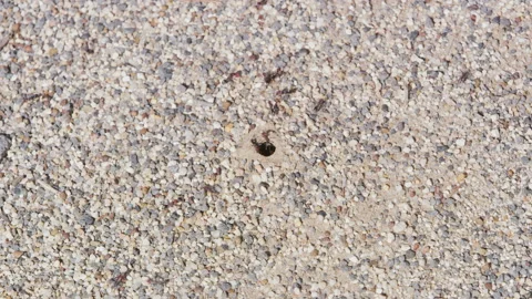 Ants in a hole Stock Footage 131802526