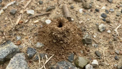 Ants hole on the ground Video stock 162907025