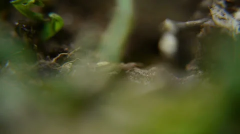 Ant`s hole (Macro) Video stock 33699267