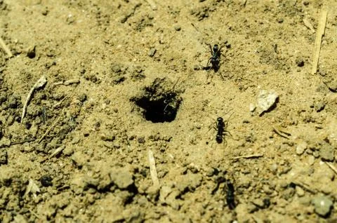 Ants in the hole Stock Photos