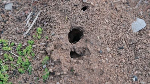 Ants In A Hole Video Stock Footage 277902598