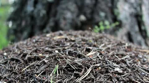 Ants home in the forest Stock Footage 15868706