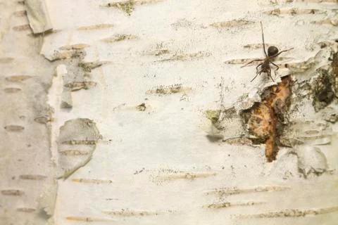 Ants - On the horizontal birch bark Stock Photos