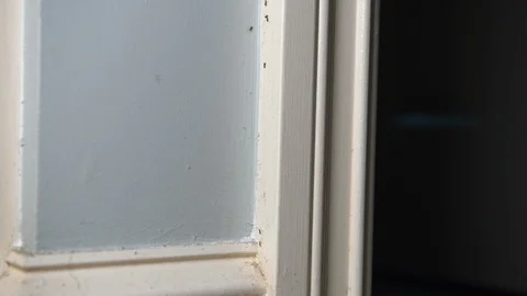 Ants in a house Stock Footage 114540369