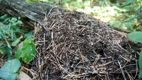 Ants  house 動画素材 160619846