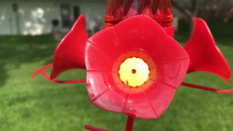 Ants on a hummingbird feeder Stock-Footage 89983251