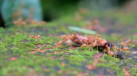 Ants Hunt Video stock 36505783