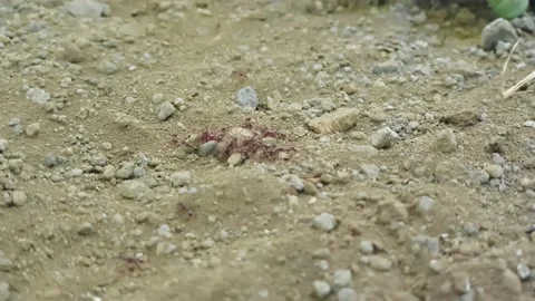 Ants hunting Stock Footage 140156319
