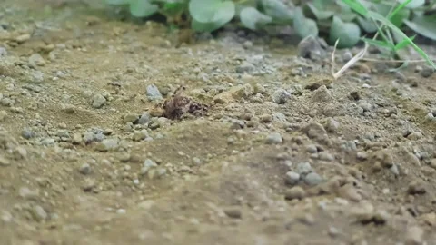 Ants hunting Stock Footage 140156325