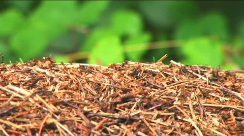 Ants in a hurry Stock Footage 149183