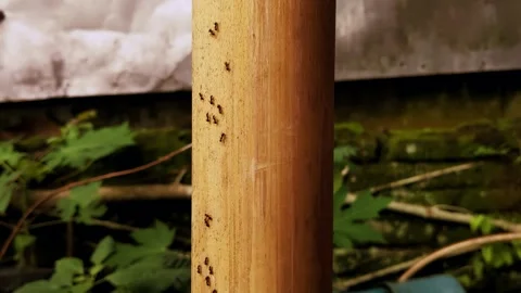 Ants Hurrying Up a Bamboo Tree 動画素材 273992261