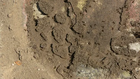 Ants hurrying to remove eggs Video stock 79149859