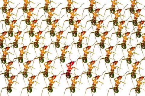 Ants Stock Illustration