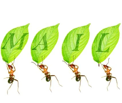 Ants Stock Illustration