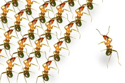 Ants Illustrazione stock