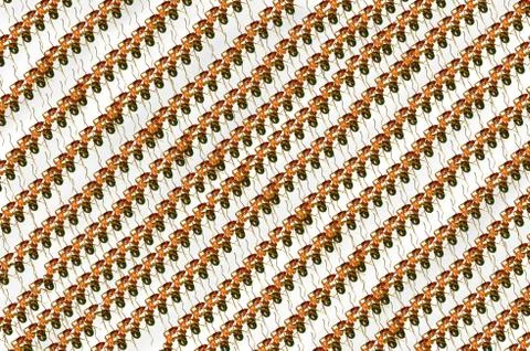 Ants Illustrazione stock