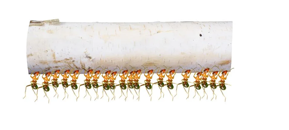 Ants Stock Illustration