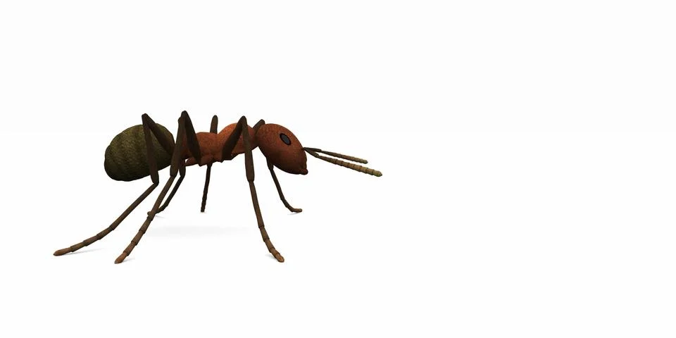 Ants Stock Illustration