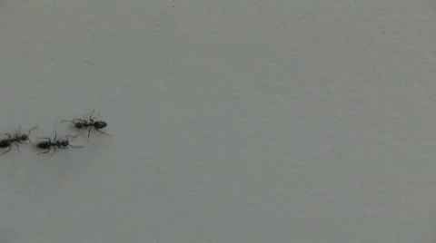 Ants Infestation HD Stock Footage 418487