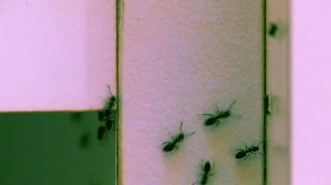 Ants Infestation HD Stock Footage 418519