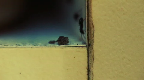 Ants Infestation HD Stock Footage 418596