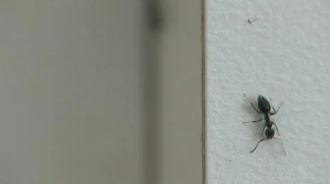 Ants Infestation HD Stock Footage