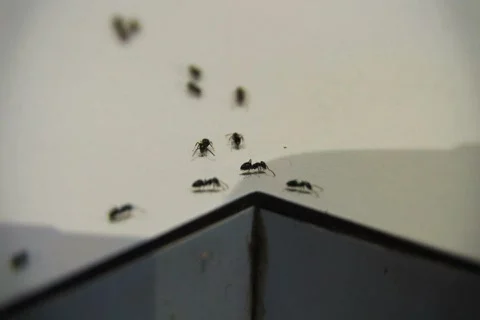 Ants Infestation NTSC Stock Footage 418713