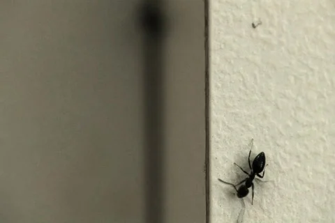 Ants Infestation NTSC Stock Footage 418722