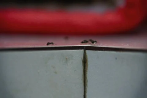 Ants Infestation NTSC Stock Footage 418763
