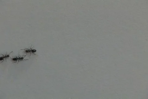 Ants Infestation NTSC Stock Footage 418783