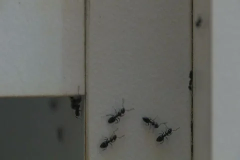 Ants Infestation NTSC Stock Footage 418787