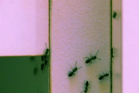Ants Infestation NTSC Stock Footage