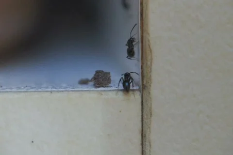 Ants Infestation NTSC Stock Footage 418796