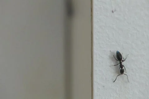 Ants Infestation NTSC Stock Footage 418821