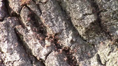 Ants infested tree Stock Footage 53243878