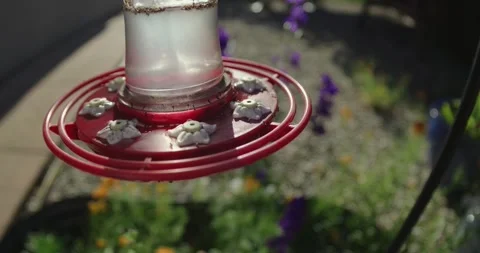 Ants infesting a hummingbird feeder Stock-Footage 309899902