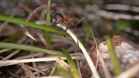 Ants insect micro shot bugs Stock-Footage 274035378