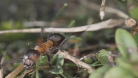 Ants insect micro shot Stock-Footage 274034789