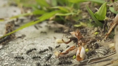 Ants insect micro shot Stock Footage 274035384