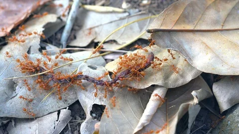 Ants insect teamwork concept, ants transfer earthworm for food on leaf 库存影片 96169423